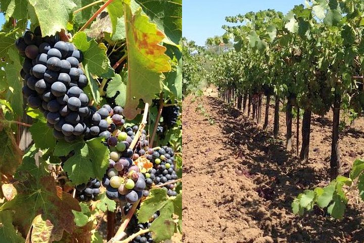 Santa Ynez Vineyard picture